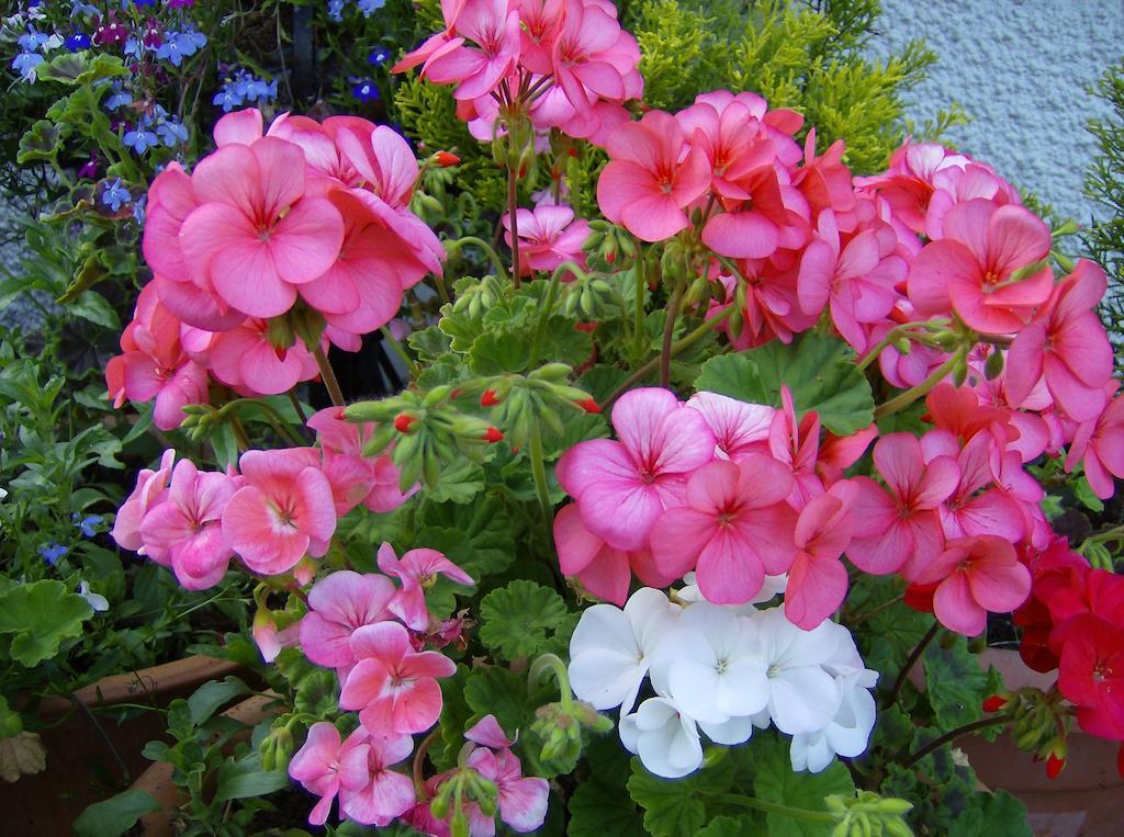 Bed and Breakfast Lee House Lynton Esterno foto